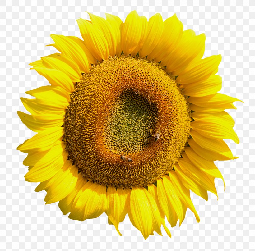Common Sunflower Clip Art, PNG, 1300x1282px, Common Sunflower, Daisy Family, Depositphotos, Drawing, Flower Download Free