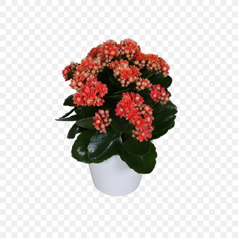 Cut Flowers Flowerpot Houseplant Annual Plant Shrub, PNG, 2230x2230px, Cut Flowers, Annual Plant, Family M Invest Doo, Flower, Flowering Plant Download Free
