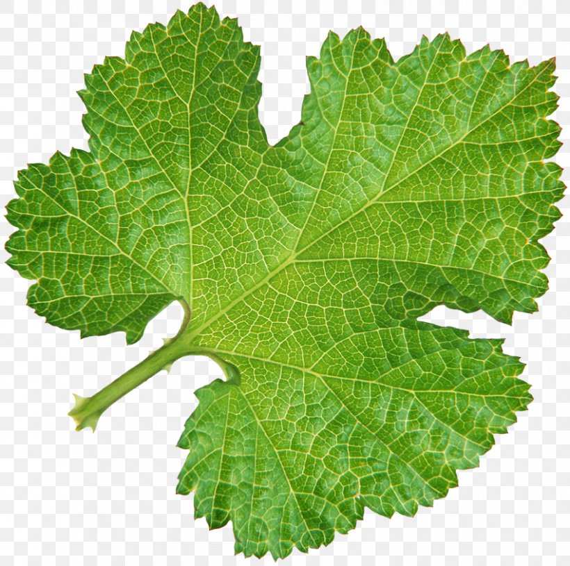 Leaf Green Photography Tree, PNG, 850x845px, Leaf, Grape Leaves, Grapevine Family, Green, Herb Download Free