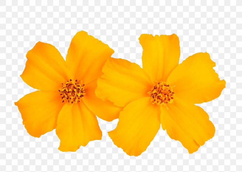 Mexican Marigold Tagetes Tenuifolia Flower Stock Photography Calendula Officinalis, PNG, 1000x711px, Mexican Marigold, Alamy, Calendula, Calendula Officinalis, Flower Download Free