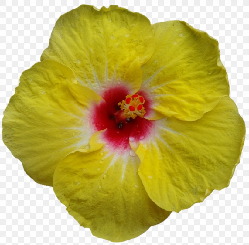 Shoeblackplant Mallows Flower Petal Annual Plant, PNG, 1068x1052px, Shoeblackplant, Annual Plant, Chinese Hibiscus, Family, Flower Download Free