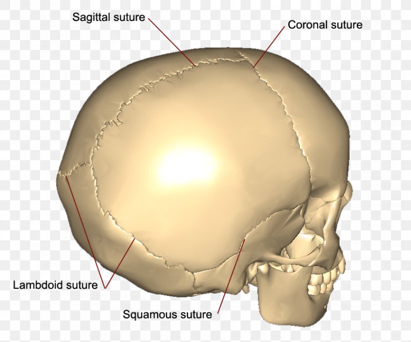 Skull Coronal Suture Squamosal Suture Sagittal Suture Bone, PNG, 864x720px, Watercolor, Cartoon, Flower, Frame, Heart Download Free