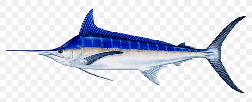 Atlantic Blue Marlin Cabo San Lucas Marlin Fishing Indo-Pacific Blue Marlin, PNG, 800x333px, Atlantic Blue Marlin, Animal Figure, Billfish, Black Marlin, Bony Fish Download Free