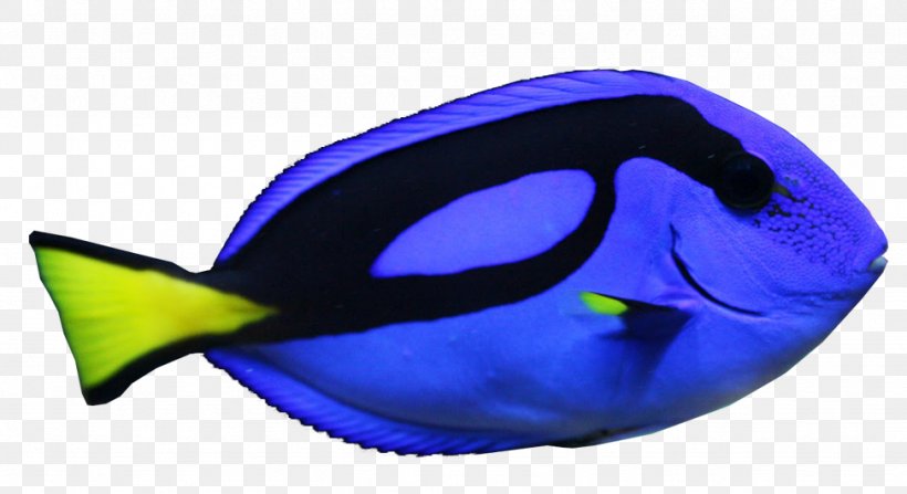 Blue Tang Goldfish Image Yellow Tang, PNG, 974x531px, Blue Tang, Animal, Aquarium, Barreleye, Blue Download Free