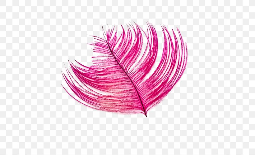 Common Ostrich Bird Feather Wallpaper, PNG, 641x501px, Common Ostrich, Bird, Color, Feather, Magenta Download Free