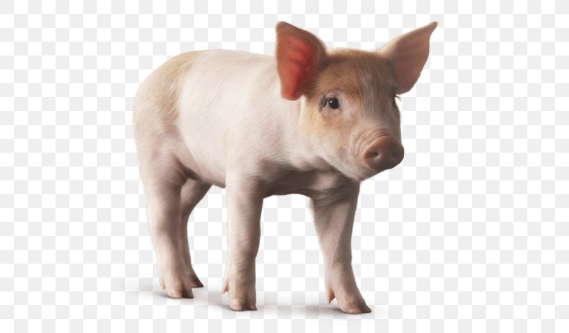 Domestic Pig Image Desktop Wallpaper Clip Art Animal, PNG, 600x480px, Watercolor, Cartoon, Flower, Frame, Heart Download Free