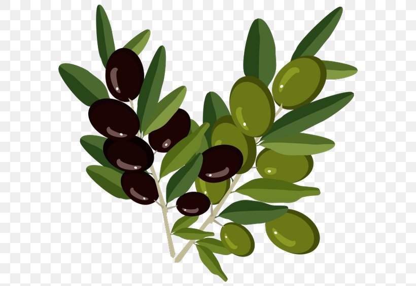 Olive Branch Olive Oil, PNG, 600x565px, Olive, Bottle, Branch, Flowering Plant, Food Download Free