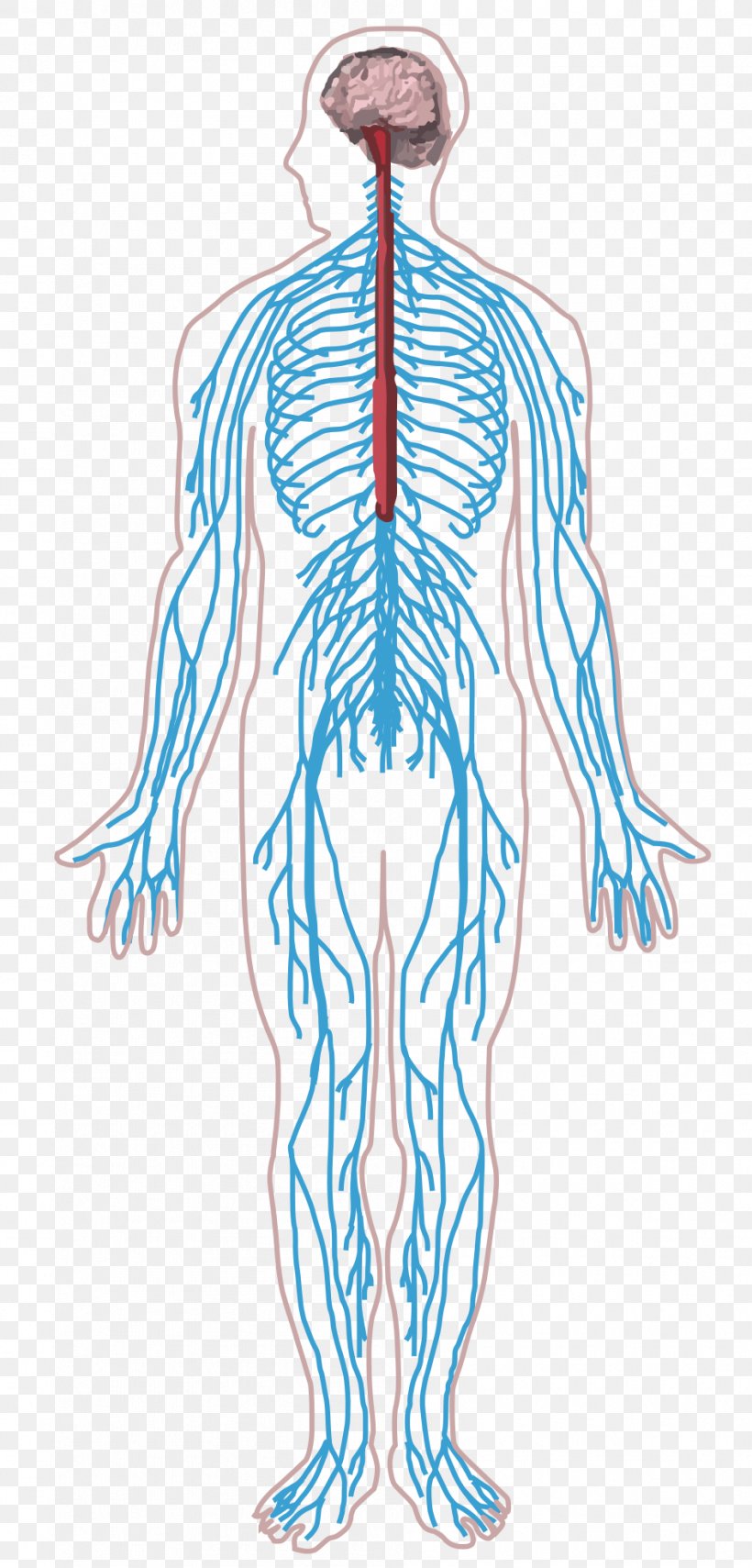 Peripheral Nervous System Nerve Human Body Central Nervous System, PNG, 945x1970px, Watercolor, Cartoon, Flower, Frame, Heart Download Free