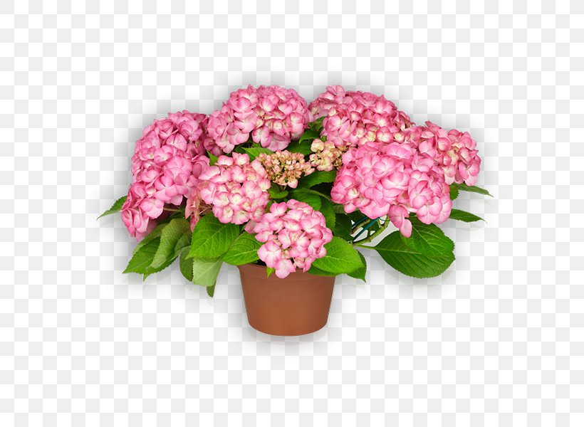 Saxony French Hydrangea Pink Flower, PNG, 600x600px, Saxony, Annual Plant, Blue, Cornales, Cut Flowers Download Free