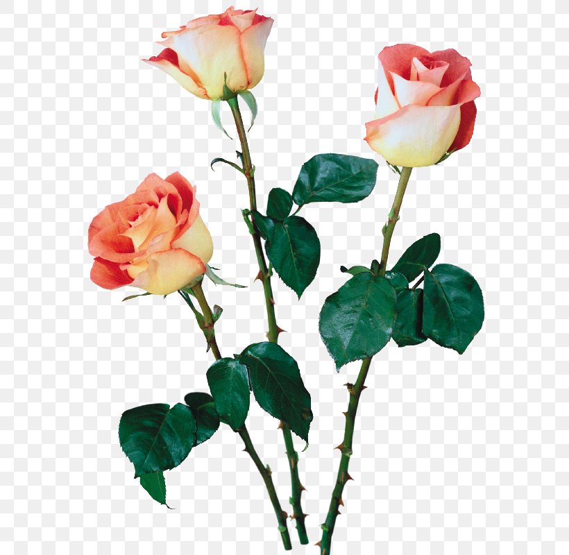 Beach Rose Garden Roses Cut Flowers Multiflora Rose, PNG, 579x800px, Beach Rose, Artificial Flower, Branch, Bud, Cabbage Rose Download Free