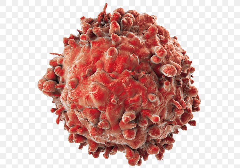 Cancer Cell Acute Myeloid Leukemia, PNG, 572x572px, Cancer Cell, Abdominal Pain, Acute Myeloid Leukemia, Angiogenesis, Cancer Download Free