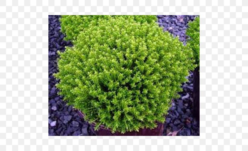 Green Shrub Emerald Plant, PNG, 500x500px, Green, Arborvitae, Biome, Conifer, Deutzia Download Free