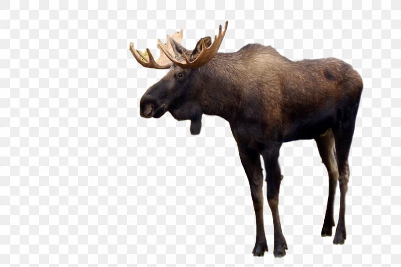 Moose Deer Horse Desktop Wallpaper, PNG, 1018x679px, Moose, Animal, Antler, Blog, Cattle Like Mammal Download Free