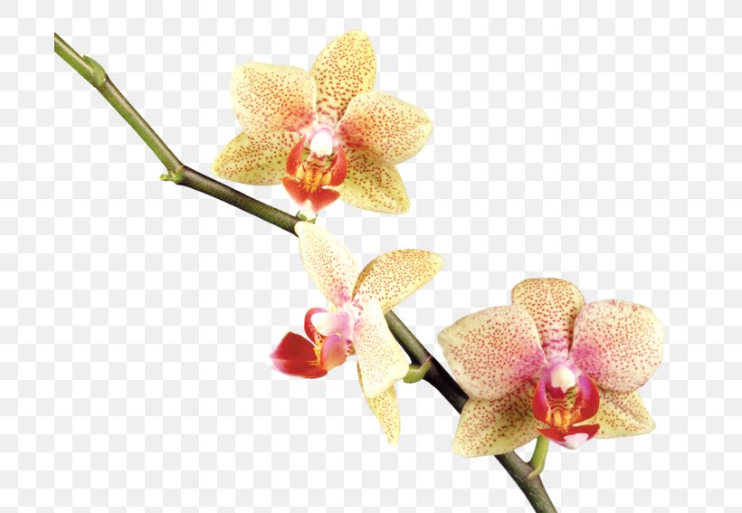 Orchids Flower Clip Art, PNG, 700x567px, Orchids, Computer Software, Flower, Flowering Plant, Liveinternet Download Free