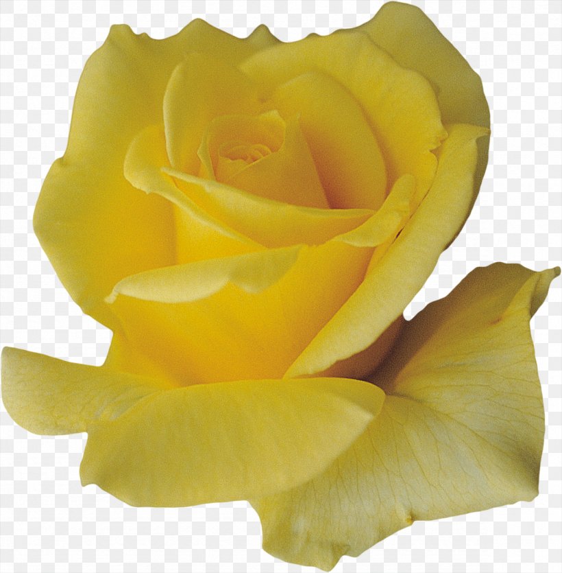Petal Flower Yellow, PNG, 1178x1200px, Petal, Cut Flowers, Designer, Floribunda, Flower Download Free