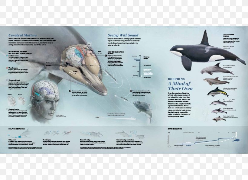 Dolphin Technology Plastic, PNG, 857x623px, Dolphin, Fish, Marine Mammal, Organism, Plastic Download Free
