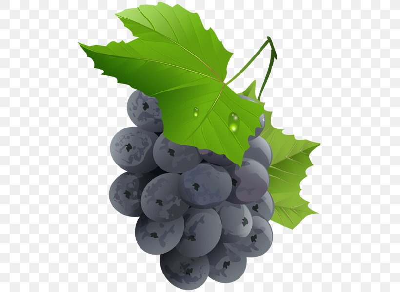 Grape Fruit Clip Art, PNG, 509x600px, Grape, Bilberry, Flowering Plant, Food, Fruit Download Free