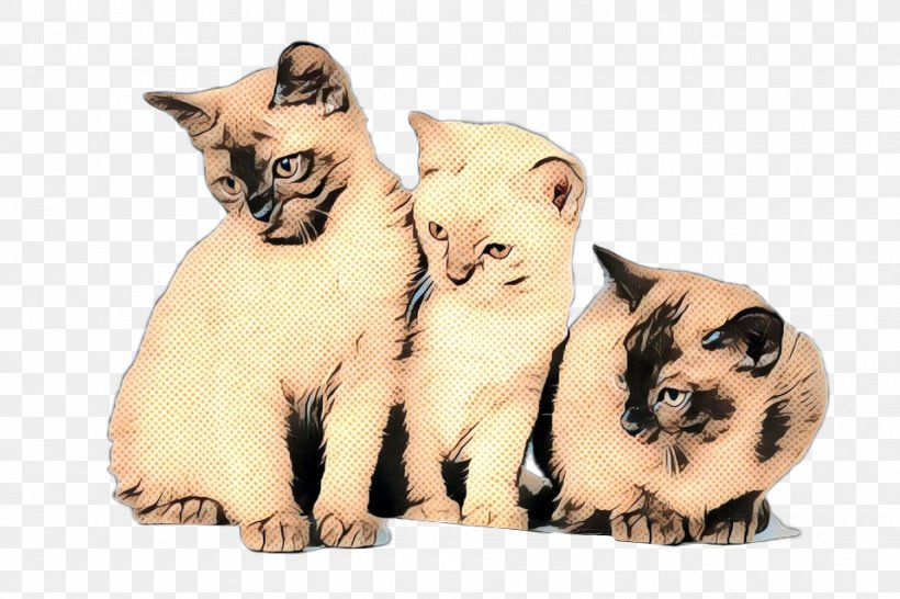 Kitten Whiskers Cat Myanmar (Burma) Paw, PNG, 960x640px, Kitten, Asian, Balinese, Birman, Burmese Language Download Free