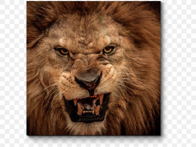Lion's Roar Lion's Roar Cat Photography, PNG, 1400x1050px, Lion, Allposterscom, Art, Big Cats, Carnivoran Download Free