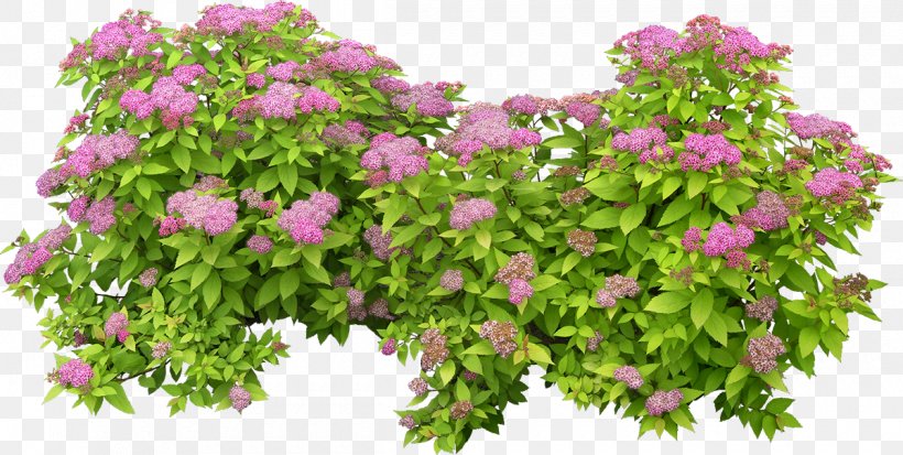 Plant Shrub Tree, PNG, 1200x605px, Plant, Annual Plant, Branch, Flower, Flowering Plant Download Free