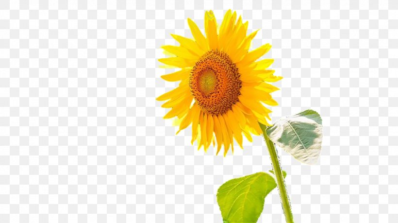 Common Sunflower Microsoft PowerPoint Download Computer File, PNG, 1024x574px, Common Sunflower, Annual Plant, Cut Flowers, Daisy Family, Demonstration Download Free