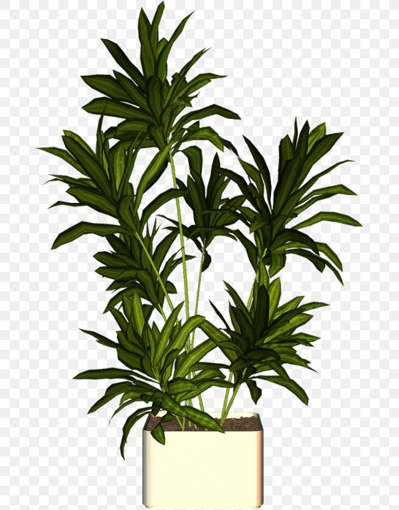 Flowerpot Plant Arecaceae, PNG, 677x1050px, Flowerpot, Arecaceae, Arecales, Evergreen, Flower Download Free