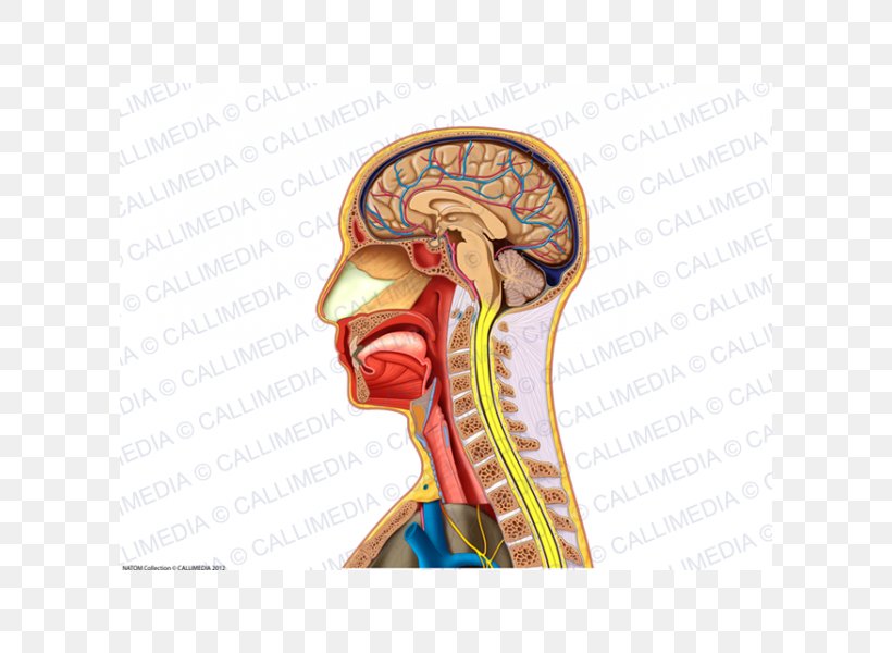 Neck Sagittal Plane Head Skull Ear, PNG, 600x600px, Watercolor, Cartoon, Flower, Frame, Heart Download Free