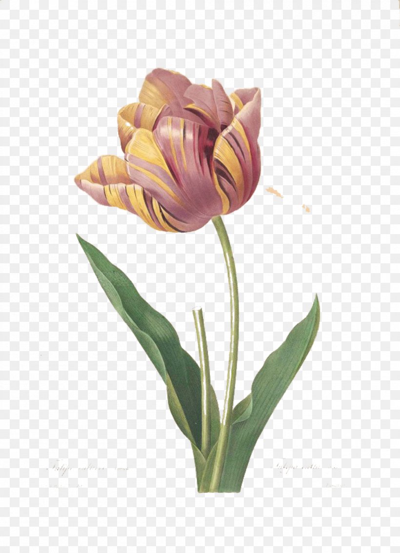 Tulip Printmaking Rose Painting Illustration, PNG, 999x1382px, Tulip, Art, Artist, Botanical Illustration, Bud Download Free