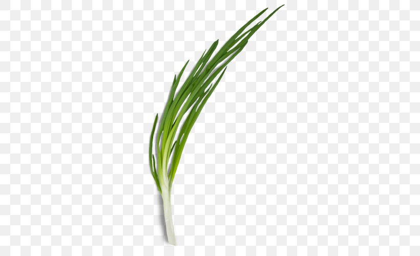 Allium Fistulosum Leek Onion Green Herb, PNG, 500x500px, Allium Fistulosum, Allium, Bouquet Garni, Calorie, Commodity Download Free