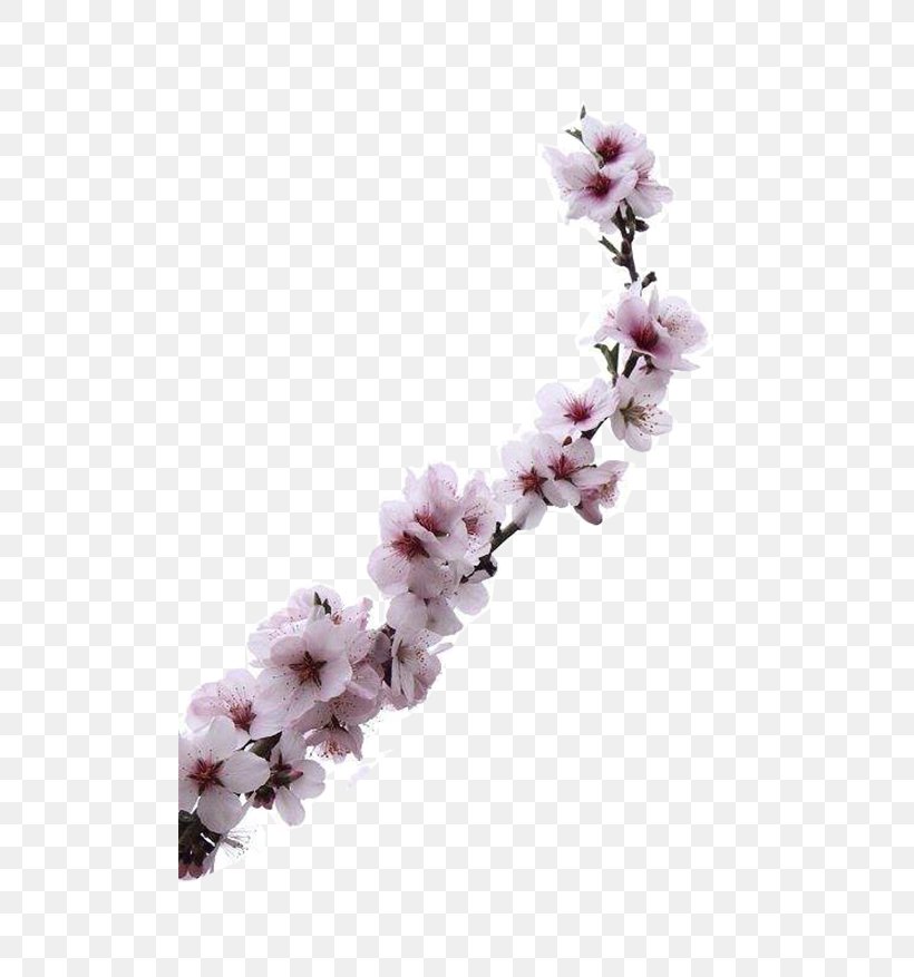 Almond Blossoms Apricot Flower, PNG, 500x877px, Almond Blossoms, Almond, Apricot, Blossom, Branch Download Free