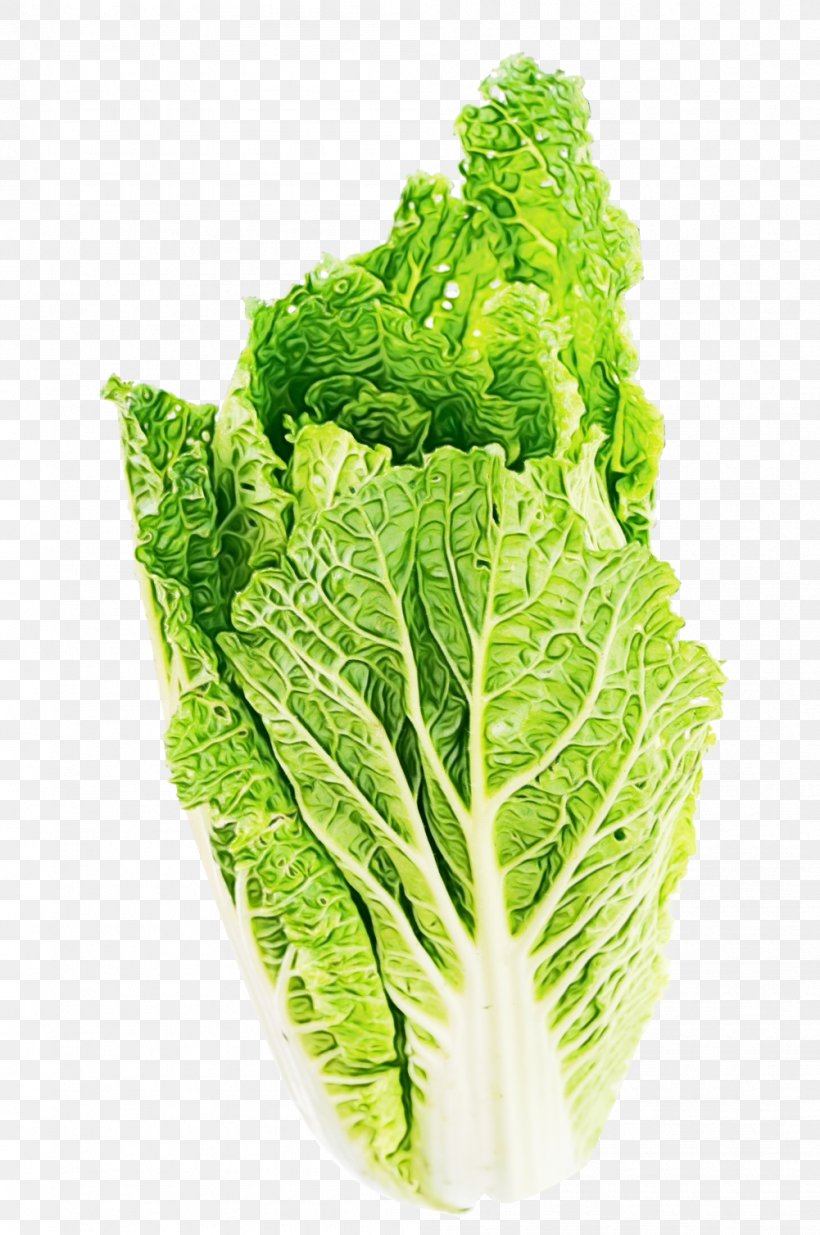 Basil Leaf, PNG, 1001x1508px, Romaine Lettuce, Butterhead Lettuce, Cabbage, Celtuce, Chard Download Free