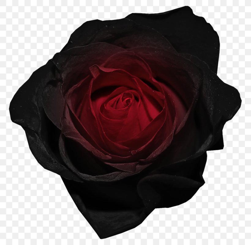 Black Rose Image Drawing, PNG, 799x800px, Black Rose, Black, Black And White, Cut Flowers, Drawing Download Free