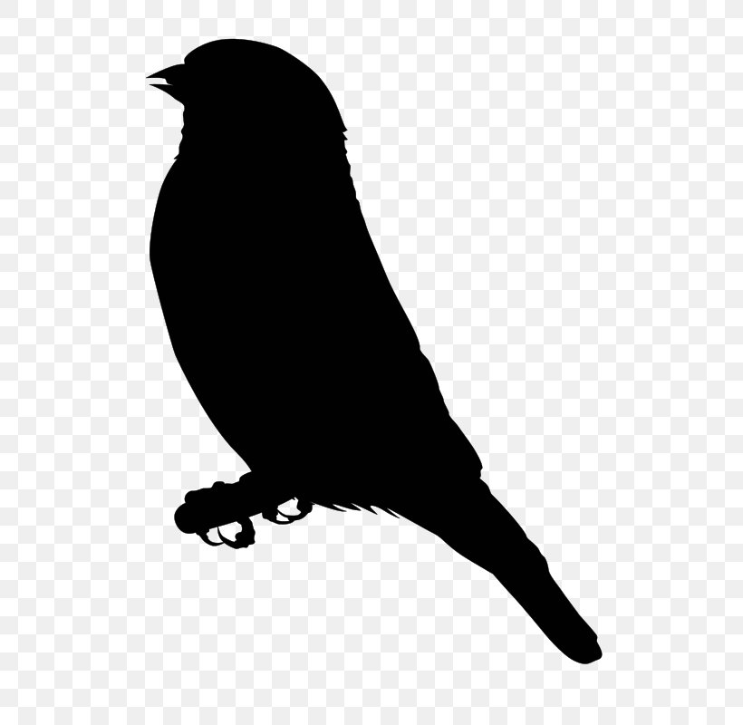 Finches Download Clip Art, PNG, 584x800px, Finches, Beak, Bird, Black And White, Drawing Download Free