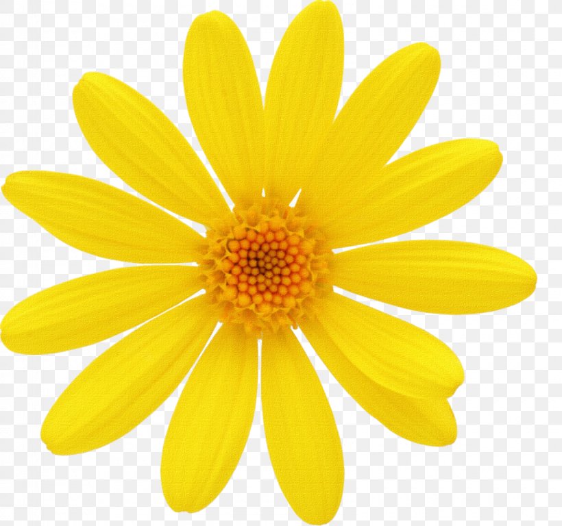 Flower Chain Stock Photography Common Daisy Clip Art, PNG, 1600x1500px, Flower, Chain, Chamomile, Chrysanths, Common Daisy Download Free