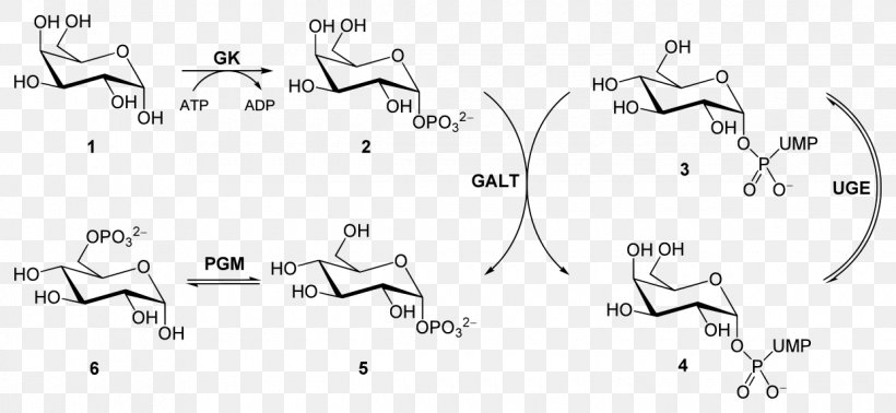 Galactose-1-phosphate Uridylyltransferase Glycolysis Glucose 1-phosphate Galactose 1-phosphate, PNG, 1240x572px, Galactose, Area, Auto Part, Black And White, Diagram Download Free