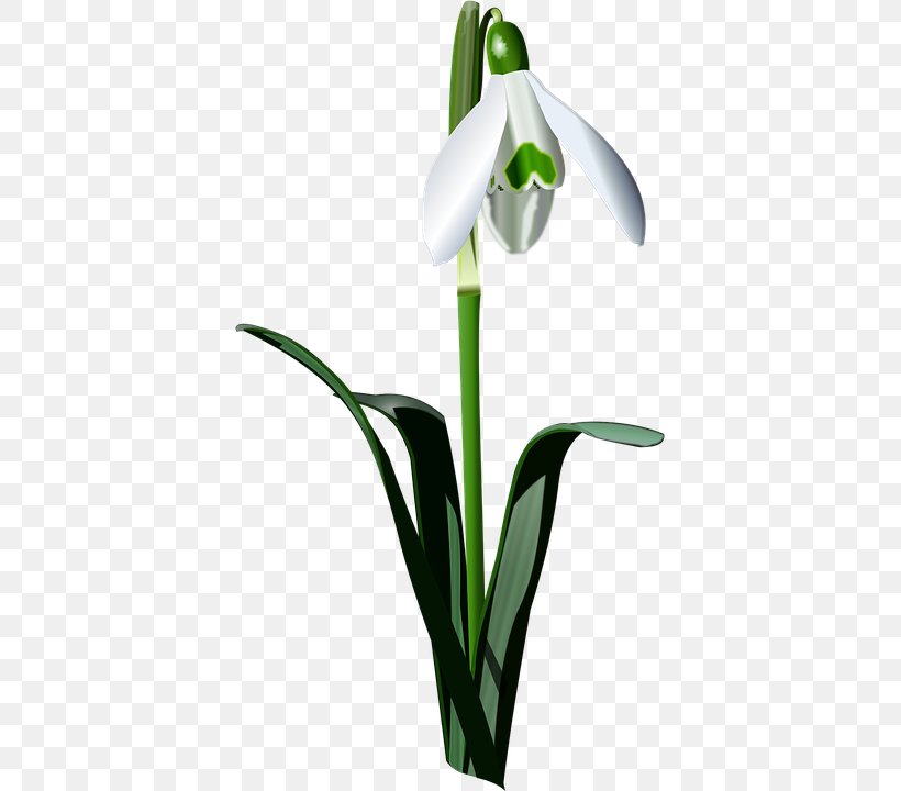 Snowdrop Bulb Drawing Clip Art, PNG, 392x720px, Snowdrop, Amaryllis Family, Bulb, Cut Flowers, Dogtooth Download Free