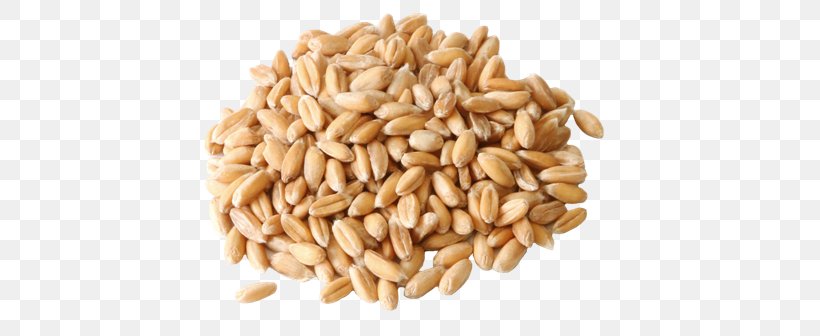 Spelt Pasta Flour Common Wheat Seed, PNG, 443x336px, Spelt, Bread, Cereal, Cereal Germ, Commodity Download Free
