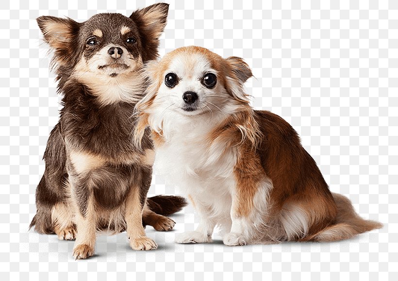 Chihuahua Cat Puppy Pet Veterinarian, PNG, 800x579px, Chihuahua, Bark, Carnivoran, Cat, Cat Litter Trays Download Free
