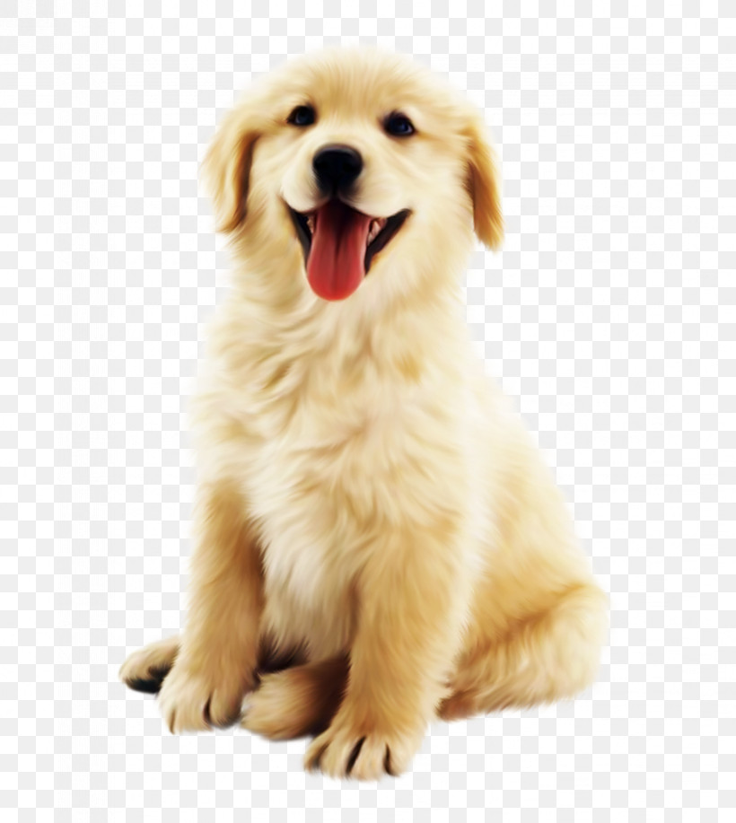 Dog Golden Retriever Puppy Retriever Nose, PNG, 823x921px, Dog, Golden Retriever, Nose, Puppy, Retriever Download Free
