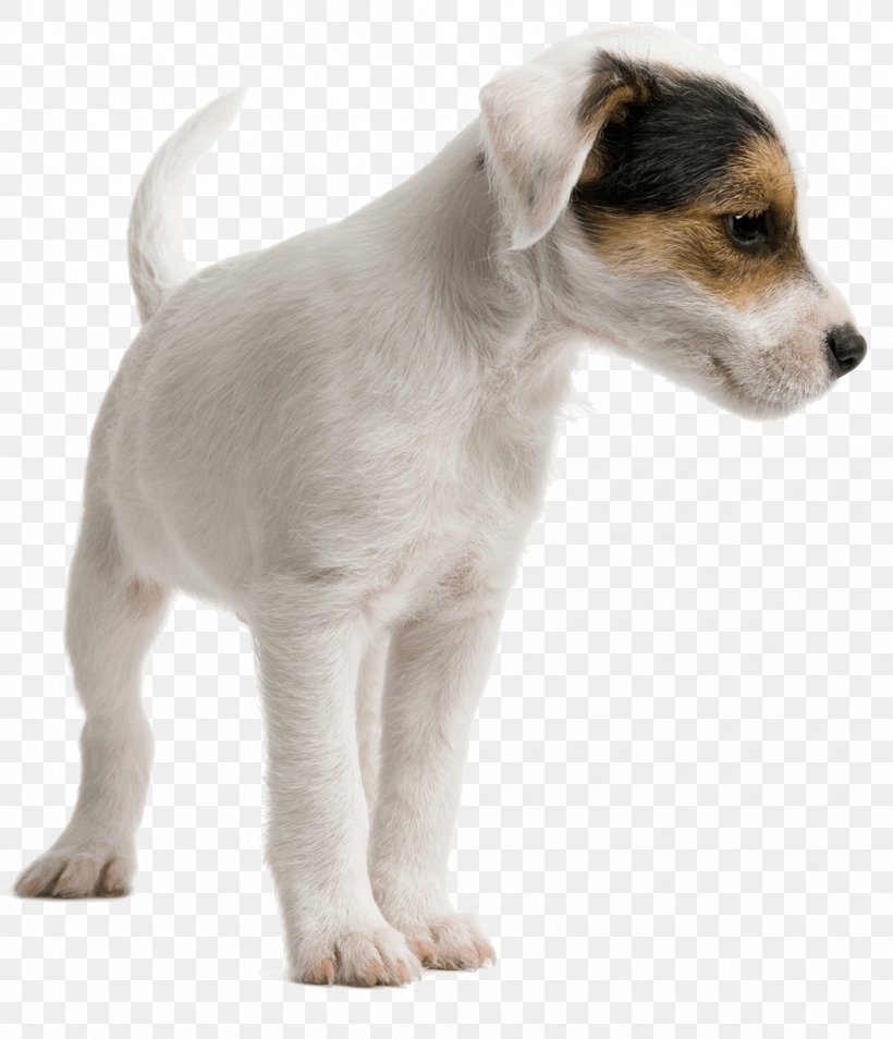 Jack Russell Terrier Miniature Fox Terrier Dog Daycare Pet Sitting Puppy, PNG, 1035x1205px, Jack Russell Terrier, Canidae, Carnivoran, Companion Dog, Dog Download Free