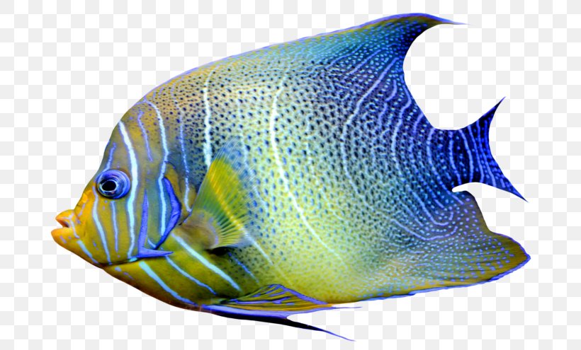 Goldfish Ray-finned Fishes Clip Art, PNG, 700x495px, Goldfish, Angelfish, Aquarium, Blue Ring Angelfish, Bonyfish Download Free