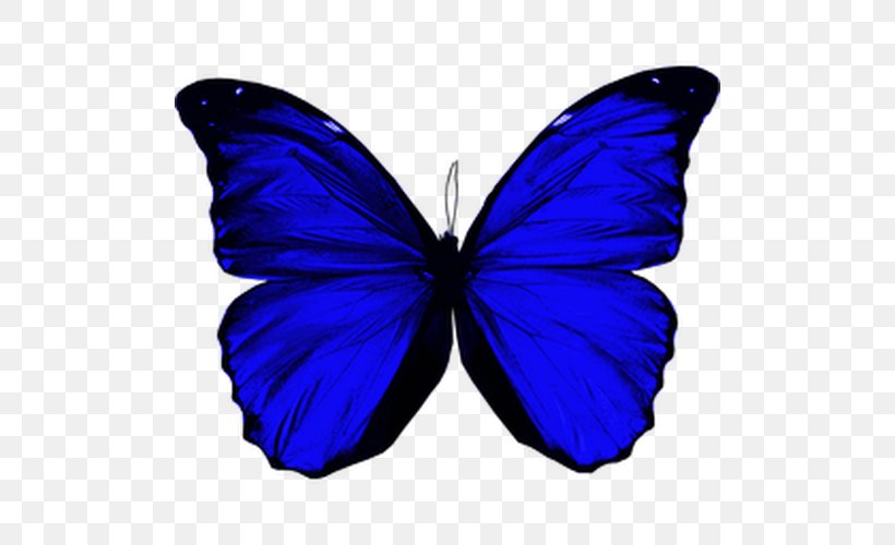 Butterfly Morpho Menelaus Morpho Didius Morpho Peleides Morpho Helenor, PNG, 500x500px, Butterfly, Arthropod, Blue, Blue Butterfly, Brush Footed Butterfly Download Free