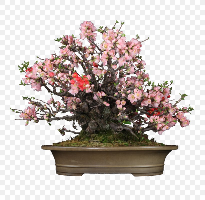 Chinese Sweet Plum Bonsai Flowerpot Lichun Chinese Quince, PNG, 800x800px, Chinese Sweet Plum, Blossom, Bonsai, Chinese Quince, Cut Flowers Download Free