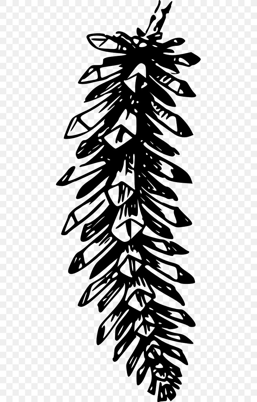 Family Tree Background, PNG, 640x1280px, Conifer Cone, Blackandwhite, Branch, Cone, Conifer Download Free