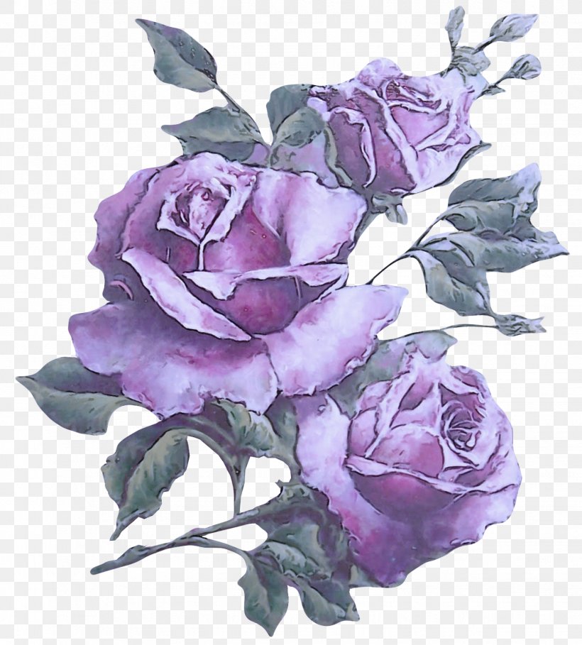 Garden Roses, PNG, 1428x1583px, Flower, Floribunda, Flowering Plant, Garden Roses, Hybrid Tea Rose Download Free