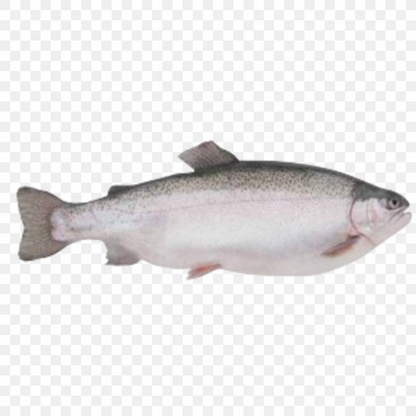 Loch Etive Rainbow Trout Salmon Sea Trout, PNG, 1500x1500px, Loch Etive, Barramundi, Bonito, Bony Fish, Chinook Salmon Download Free