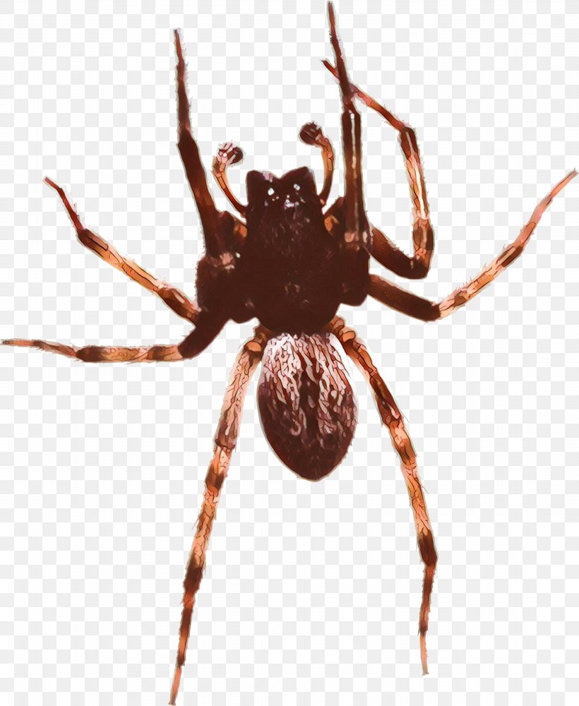 Black Widow, PNG, 2295x2800px, European Garden Spider, Angulate Orbweavers, Arachnid, Araneus, Araneus Cavaticus Download Free
