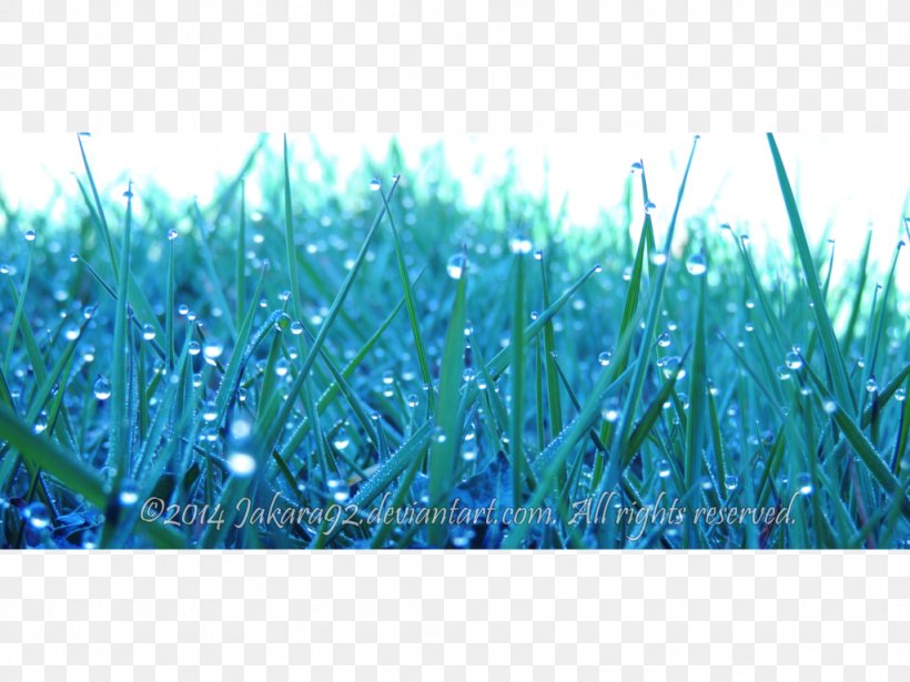 Close-up Meadow Grasses Microsoft Azure Sky Plc, PNG, 1024x768px, Closeup, Close Up, Dew, Family, Grass Download Free