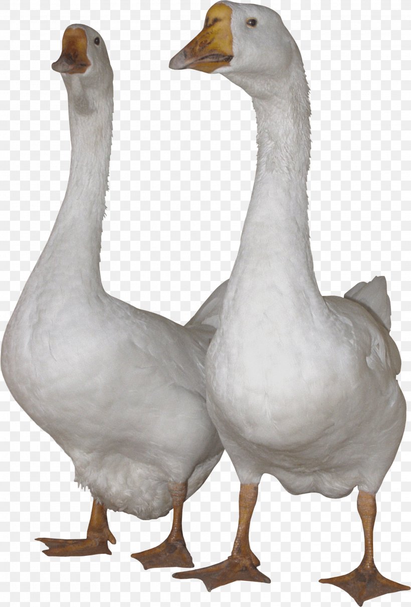 Domestic Goose Swan Goose Duck Clip Art, PNG, 2026x2990px, Anser, Beak, Bird, Digital Image, Domestic Goose Download Free