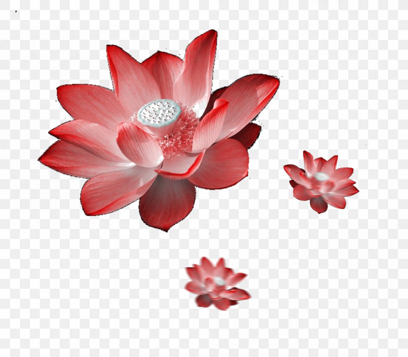 Nelumbo Nucifera, PNG, 999x874px, Nelumbo Nucifera, Floral Design, Flower, Flowering Plant, Lotus Effect Download Free